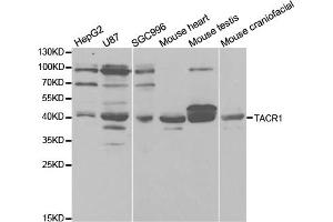 Western blot analysis of extracts of various cell lines, using TACR1 antibody.