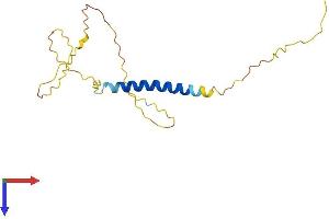 AlphaFold protein structure predicition of Mouse Recombinant Gypa Protein, UniprotID P14220 (CD235a/GYPA Protein (AA 1-168) (His tag))