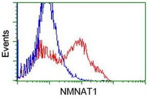 HEK293T cells transfected with either RC204825 overexpress plasmid (Red) or empty vector control plasmid (Blue) were immunostained by anti-NMNAT1 antibody (ABIN2454078), and then analyzed by flow cytometry. (NMNAT1 antibody)