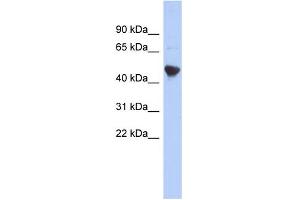 WB Suggested Anti-IER5L Antibody Titration: 0. (IER5L antibody  (Middle Region))