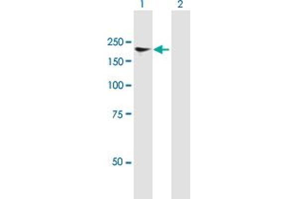 NFAT5 antibody  (AA 1-1484)