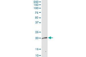 MRPL12 MaxPab rabbit polyclonal antibody. (MRPL12 antibody  (AA 1-198))