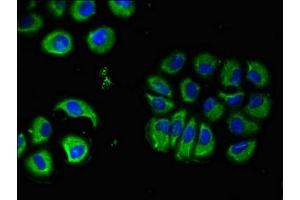 Immunofluorescent analysis of A549 cells using ABIN7160353 at dilution of 1:100 and Alexa Fluor 488-congugated AffiniPure Goat Anti-Rabbit IgG(H+L) (CHRM5 antibody  (AA 220-427))