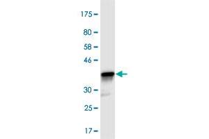 Western Blot detection against Immunogen (36. (COPS3 antibody  (AA 324-422))