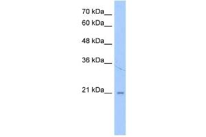 LOC728864 antibody used at 1 ug/ml to detect target protein. (LOC728864 (N-Term) antibody)