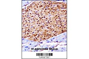 Mouse Scyl3 Antibody immunohistochemistry analysis in formalin fixed and paraffin embedded mouse pancreas tissue followed by peroxidase conjugation of the secondary antibody and DAB staining.