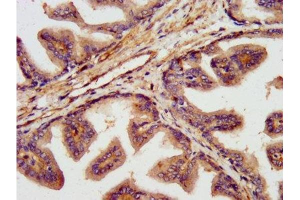 TNKS1BP1 antibody  (AA 271-375)