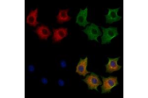 ABIN7094258 and ABIN7098305 staining HepG2 cells by IF/ICC.