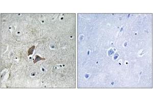 Immunohistochemistry analysis of paraffin-embedded human brain, using OMG Antibody. (OMG antibody  (AA 282-331))