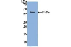 Detection of Recombinant LTF, Canine using Polyclonal Antibody to Lactoferrin (LTF) (Lactoferrin antibody  (AA 28-351))