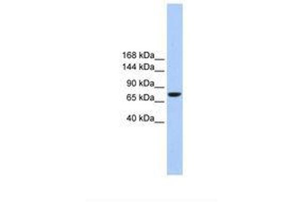 Tmc2 anticorps  (AA 614-663)
