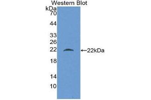Western Blotting (WB) image for anti-Beta Lactoglobulin (LGB) (AA 19-178) antibody (ABIN1866902)