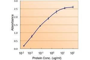 Image no. 1 for anti-RAD9 Homolog A (S. Pombe) (RAD9A) (C-Term) antibody (ABIN374855) (RAD9A antibody  (C-Term))