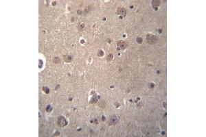 Formalin fixed, paraffin embedded human brain tissue stained with SNX4 Antibody (C-term) followed by peroxidase conjugation of the secondary antibody and DAB staining. (Sorting Nexin 4 antibody  (C-Term))