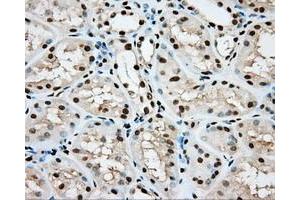 Image no. 6 for anti-Aryl Hydrocarbon Receptor Nuclear Translocator (ARNT) antibody (ABIN1496729) (ARNT antibody)