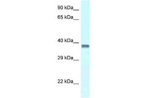 WB Suggested Anti-Pura Antibody   Titration: 1. (PURA antibody  (C-Term))