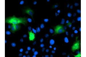 Anti-CAPN9 mouse monoclonal antibody (ABIN2455181) immunofluorescent staining of COS7 cells transiently transfected by pCMV6-ENTRY CAPN9 (RC215171). (Calpain 9 antibody)