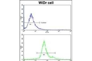 Flow cytometric analysis of widr cells using GSTP1 Antibody (C-term)(bottom histogram) compared to a negative control cell (top histogram)FITC-conjugated goat-anti-rabbit secondary antibodies were used for the analysis. (GSTP1 antibody  (C-Term))