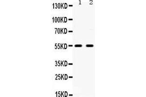 Observed bind size: 54KD (Serotonin Receptor 2B antibody  (C-Term))
