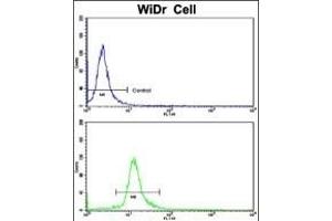 Flow cytometric analysis of WiDr cells using DDX53 Antibody (C-term)(bottom histogram) compared to a negative control cell (top histogram). (DDX53 antibody  (C-Term))