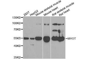 Myotilin antibody  (AA 259-314)