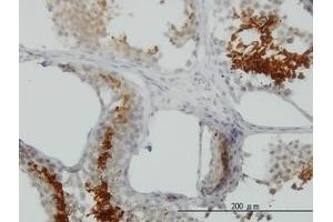 Image no. 1 for anti-Glyceraldehyde-3-Phosphate Dehydrogenase, Spermatogenic (GAPDHS) (AA 1-409) antibody (ABIN466196) (GAPDHS antibody  (AA 1-409))