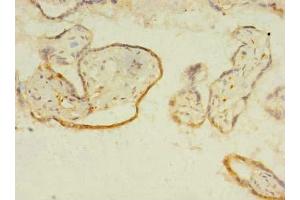 Immunohistochemistry of paraffin-embedded human placenta tissue using ABIN7156525 at dilution of 1:100 (ITIH5 antibody  (AA 35-161))
