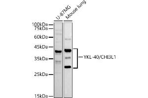 Western blot analysis of extracts of various cell lines, using YKL-40/CHI3L1 antibody (ABIN7266328) at 1:1000 dilution. (CHI3L1 antibody)
