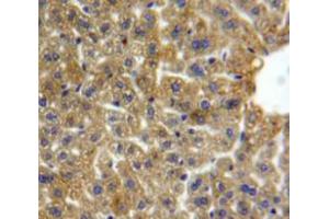 IHC-P analysis of Liver tissue, with DAB staining. (Lipase A antibody  (AA 32-201))