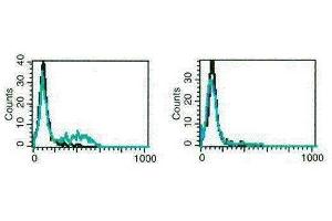 A typical staining pattern with B-A50 monoclonal antibody of TH17 cells, activated on the left and non-activated (negative control) on the right (Interleukin 17a antibody)