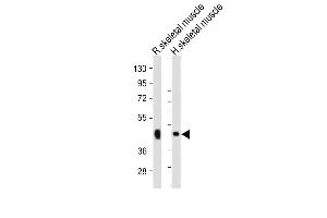 All lanes : Anti-WNT10B Antibody (Center) at 1:2000 dilution Lane 1: Rat skeletal muscle whole lysate Lane 2: Human skeletal muscle whole lysate Lysates/proteins at 20 μg per lane. (WNT10B antibody  (AA 193-222))