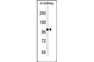 Western blot analysis of KIAA1324L Antibody (N-term) in mouse kidney tissue lysates (35ug/lane). (KIAA1324-Like antibody  (N-Term))