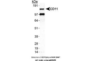 Image no. 2 for anti-Integrin alpha M (ITGAM) (AA 500-600), (Internal Region) antibody (ABIN363555) (CD11b antibody  (Internal Region))