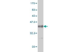 AKAP13 antibody  (AA 1-110)