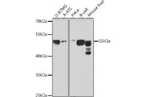Western blot analysis of extracts of various cell lines, using GSK3α antibody (ABIN1680131, ABIN3015275, ABIN3015276 and ABIN6213918) at 1:1000 dilution. (GSK3 alpha antibody  (AA 409-483))