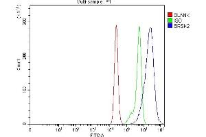 anti-BR serine/threonine Kinase 2 (BRSK2) (AA 250-736) antibody