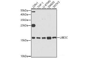 Western blot analysis of extracts of various cell lines using UBE2C Polyclonal Antibody at dilution of 1:1000. (UBE2C antibody)