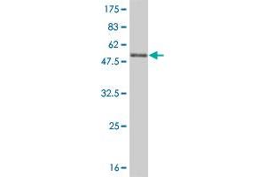 Western Blot detection against Immunogen (41. (Sp3 antibody  (AA 287-430))