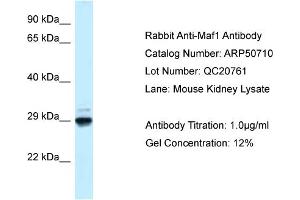 WB Suggested Anti-Maf1 Antibody   Titration: 1. (MAF1 antibody  (N-Term))