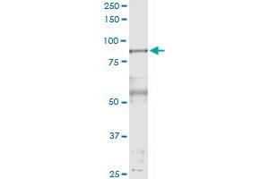 Immunoprecipitation of PFKP transfected lysate using anti-PFKP MaxPab rabbit polyclonal antibody and Protein A Magnetic Bead , and immunoblotted with PFKP purified MaxPab mouse polyclonal antibody (B01P) . (PFKP antibody  (AA 1-784))