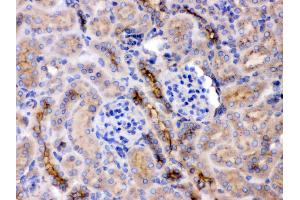 GNB1 was detected in paraffin-embedded sections of mouse kidney tissues using rabbit anti- GNB1 Antigen Affinity purified polyclonal antibody (Catalog # ) at 1 µg/mL. (GNB1 antibody  (N-Term))