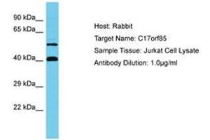 Image no. 1 for anti-Chromosome 17 Open Reading Frame 85 (C17ORF85) (AA 548-597) antibody (ABIN6750630) (C17ORF85 antibody  (AA 548-597))