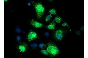 Anti-NPTN mouse monoclonal antibody (ABIN2455582) immunofluorescent staining of COS7 cells transiently transfected by pCMV6-ENTRY NPTN (RC210326). (NPTN antibody)