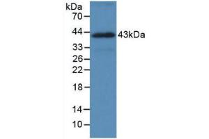 Figure. (HSP70 1A antibody  (AA 285-641))