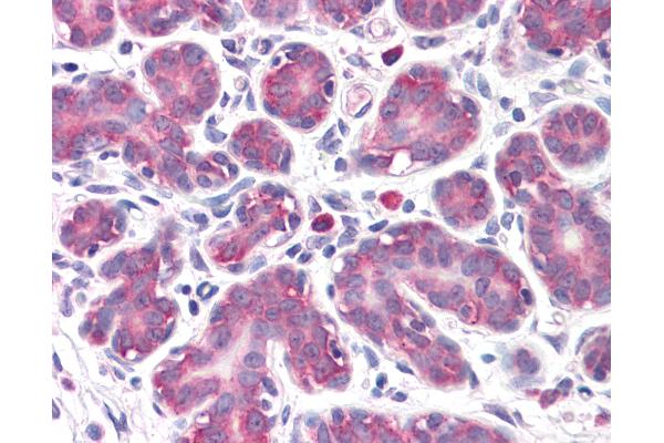 GPR32 antibody  (AA 1-15)