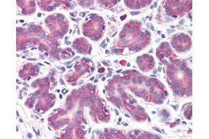 Anti-GPR32 antibody IHC of human breast. (GPR32 antibody  (AA 1-15))