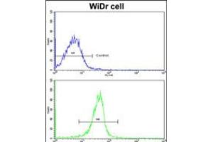 Flow cytometric analysis of widr cells using KLF6 Antibody (N-term)(bottom histogram) compared to a negative control cell (top histogram). (KLF6 antibody  (N-Term))