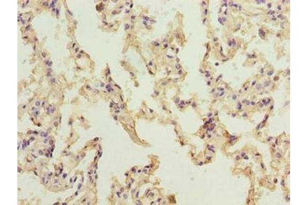 NINJ2 antibody  (AA 17-81)