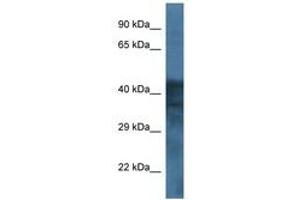 Image no. 1 for anti-gamma-aminobutyric Acid (GABA) A Receptor, Subunit beta 1 (GABRB1) (AA 214-263) antibody (ABIN6746015) (GABRB1 antibody  (AA 214-263))