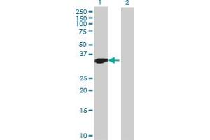 Western Blot analysis of MLLT6 expression in transfected 293T cell line by MLLT6 MaxPab polyclonal antibody. (MLLT6 antibody  (AA 1-325))